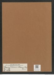 Stephanodiscus astraea (Ehr.) Grun. (de-Toni-Nr.: Genus 189, Species 4689) Zeichnungen Sammlung Grunow Mappe 04594 (Herbarium_W_Grunow_drawings_Folder_04594)